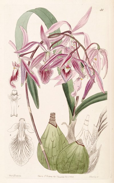 Encyclia adenocaula von Miss Drake